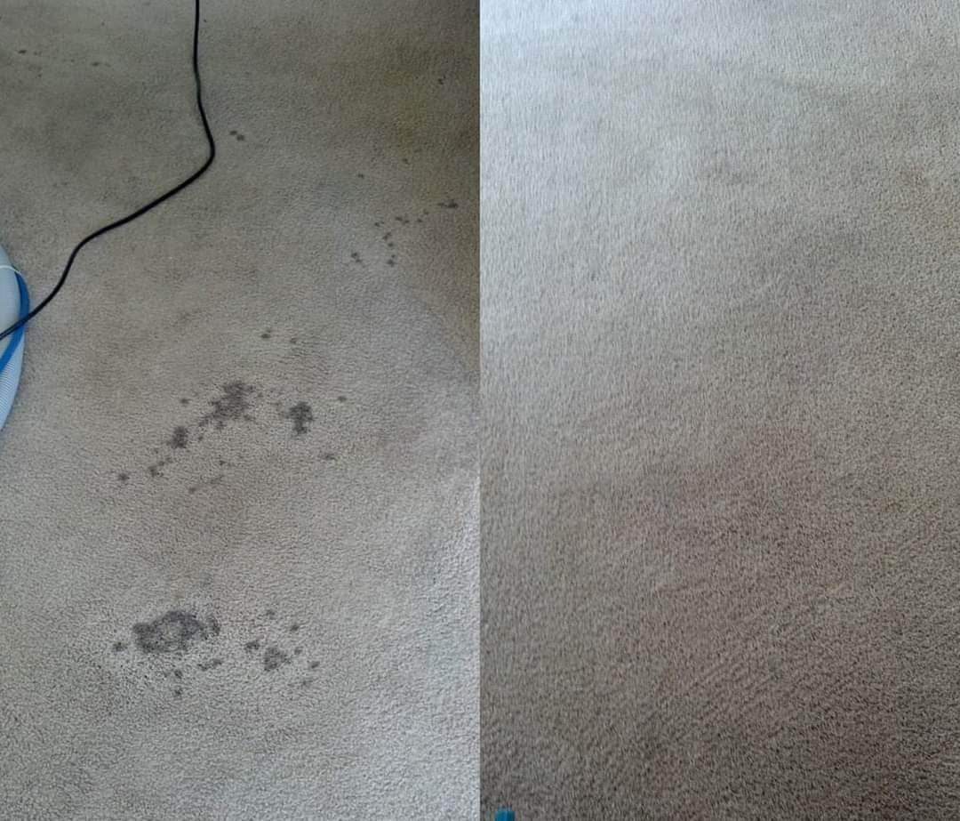 Before and after carpet cleaning showing stain removal results