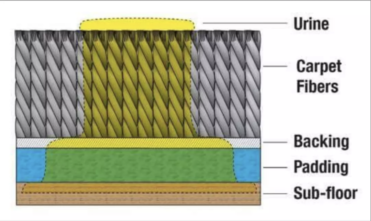 Cross-section diagram showing urine stain on carpet layers including fibers, backing, padding and sub-floor