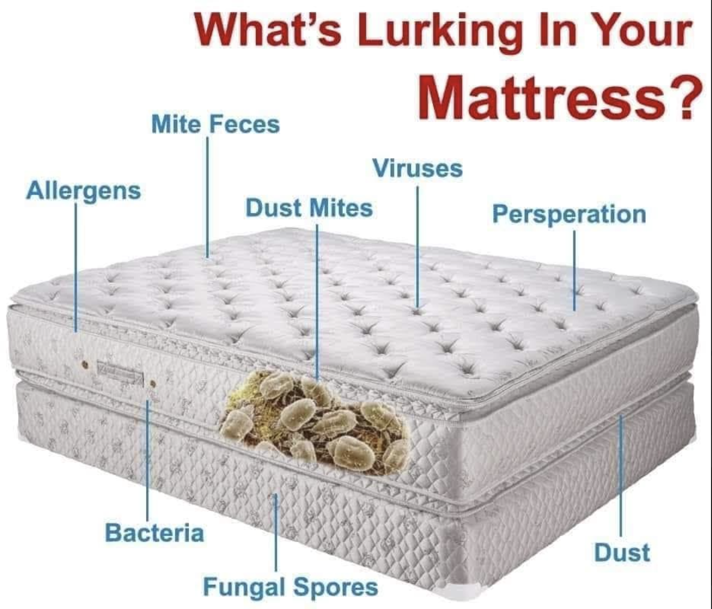 Cross-section diagram showing contaminants in a mattress including dust mites, allergens, bacteria, and fungi